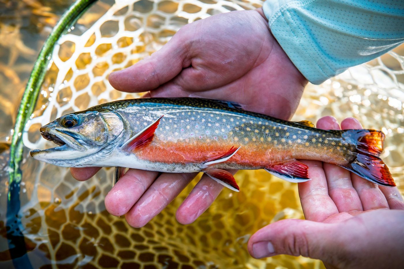 Wet hands cradling a brook trout over a landing net, ready for release