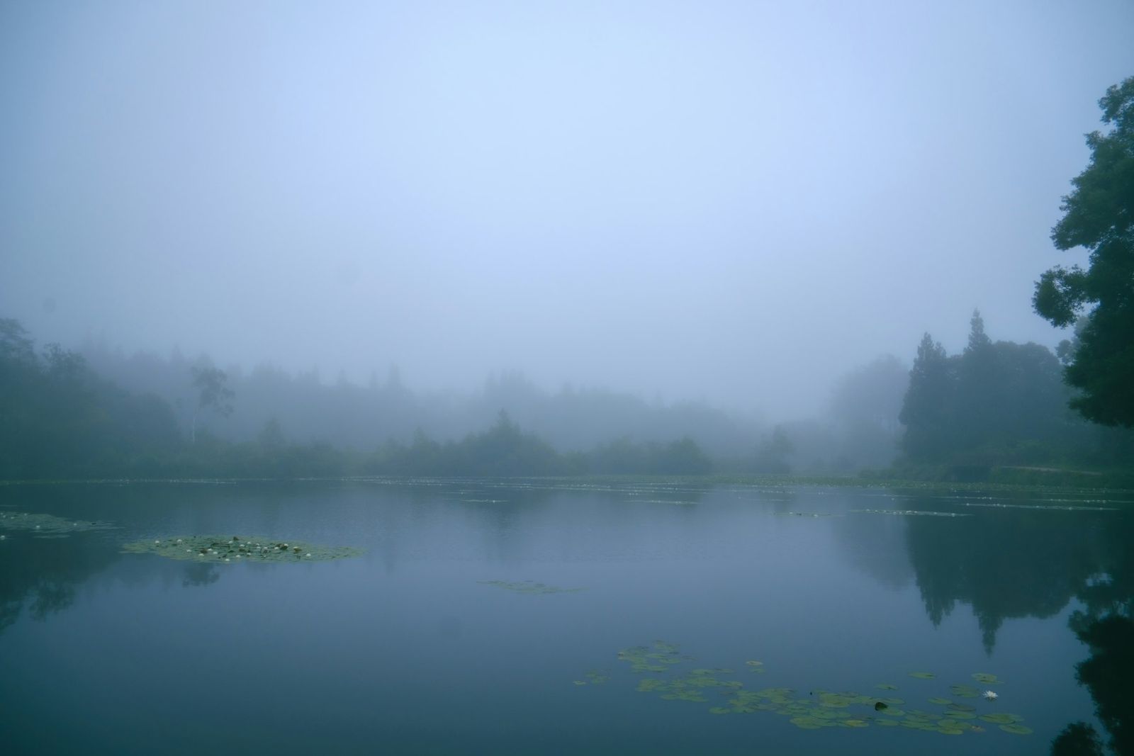 A still wooded pond in morning fog